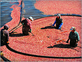 Cosecha De Arándanos en Wareham, Massachusetts