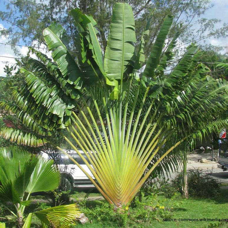 Jual Pohon Pisang Kipas dengan harga murah | JUAL TANAMAN HIAS MURAH | TUKANG TAMAN