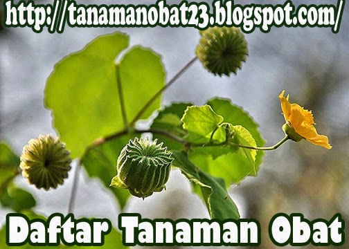 Tanaman Obat Kembang Sore (Abutilon indicum (L.