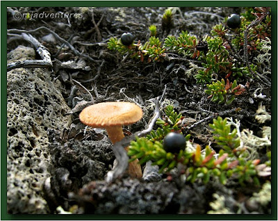 Icelandic_Flora