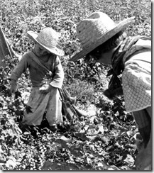 Elroe Kimbrell (Myrtle's grandson) and Sylvia Lawrence (daughter-in-law) picking cotton.