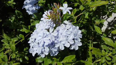 summer flowers