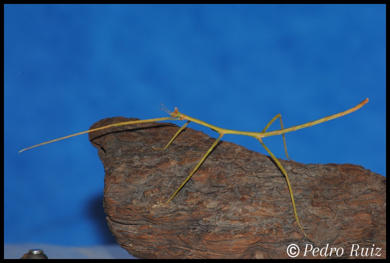 Ninfa hembra L4 de Ramulus nematodes, 6,5 cm de longitud