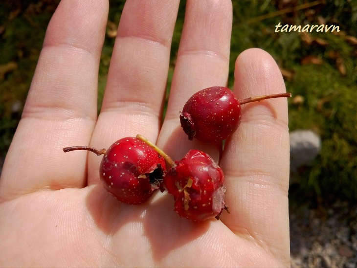 Боярышник перистонадрезанный (Crataegus pinnatifida)