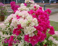ภูเก็ต