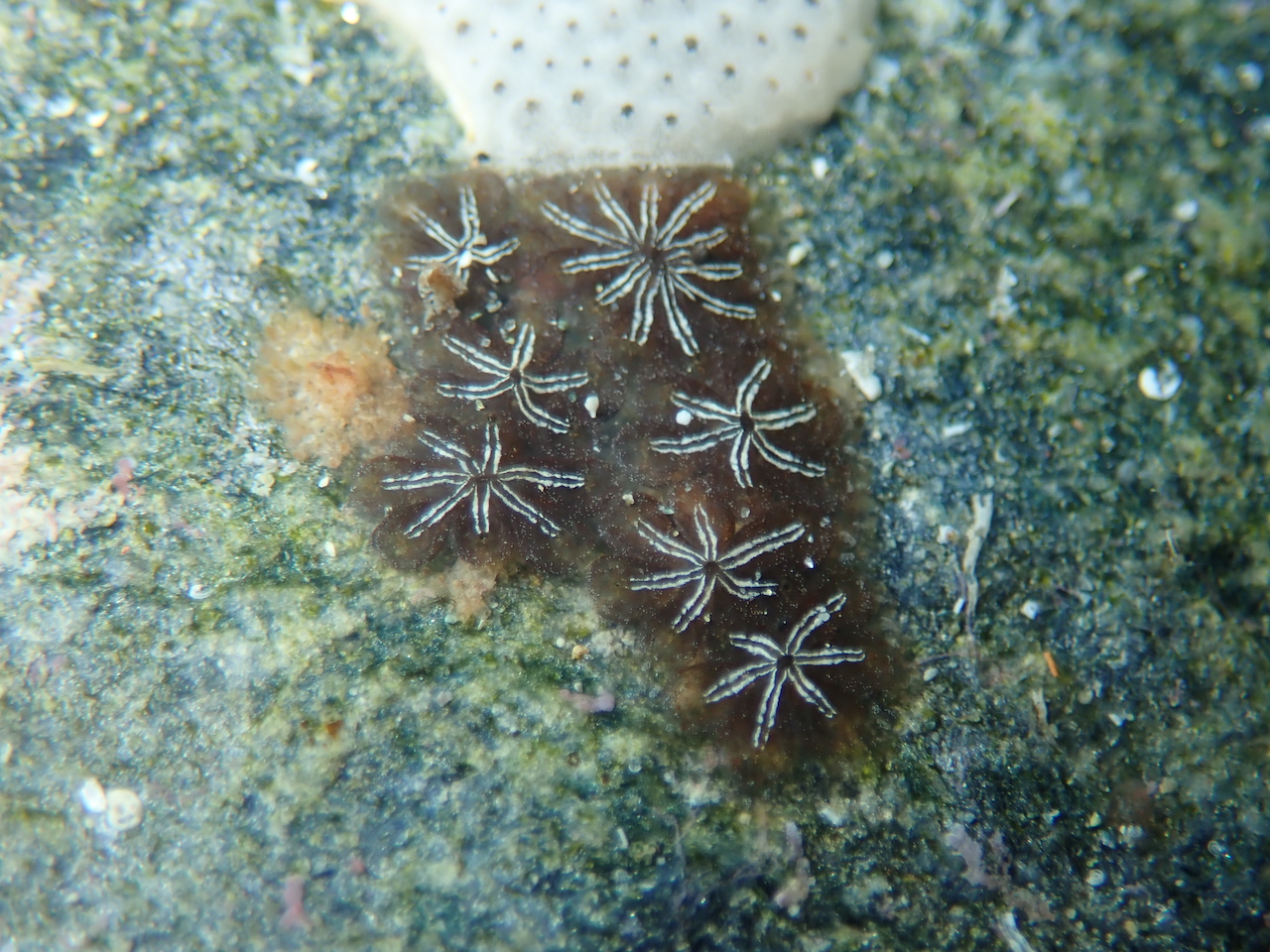 Botryllus schlosseri