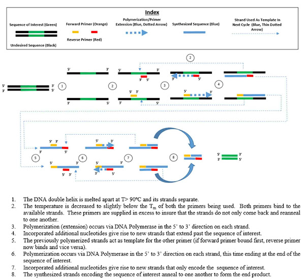Imagen 245A | Diagrama PCR mecanístico codificado por colores de PCR | Mwt4fd / Attribution-Share Alike 4.0 International | Page URL : (https://commons.wikimedia.org/wiki/File:Tucker_PCR.png) from Wikimedia Commons