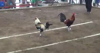 Video Ayam Bangkok Adu