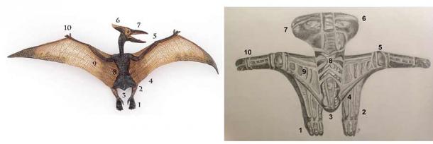 Confronto tra lo pterodattilo stilizzato di una ciotola Tami e un modello anatomico. Resa artistica del motivo Siassi Bowl di Oceanic Arts Australia. ( Oceanic Arts Australia )