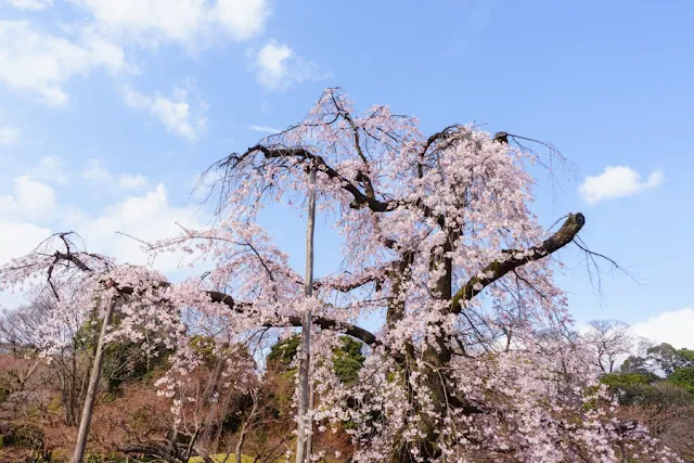 小石川後楽園の馬場桜（枝垂れ桜）