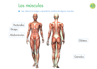 http://primerodecarlos.com/SEGUNDO_PRIMARIA/octubre/Anabel_F/musculos/visor.swf