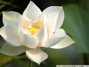 Lotus Flower Desktop WallpaperCollection (free beautiful lotus flower desktop wallpapers )