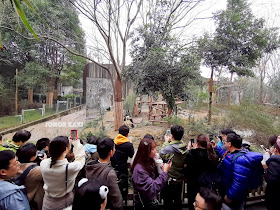 Panda in Sichuan @ Chengdu Research Base of Giant Panda Breeding 成都大熊猫繁育研究基地 🐼