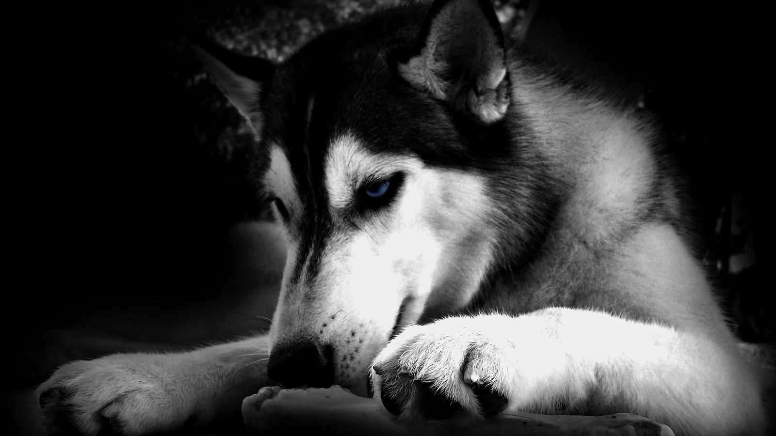 Tag: Siberian Husky Wallpapers, Backgrounds, Photos, Imagesand ...