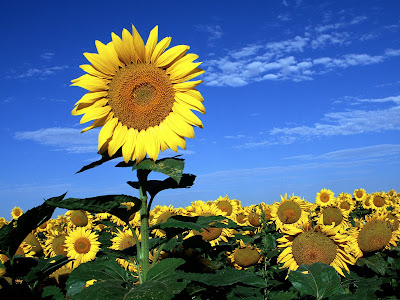 flores wallpapers - girasol perfecto