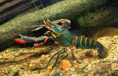 Habitat Asal Lobster Air Tawar