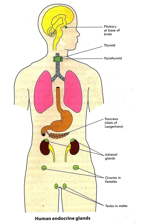 Main endocrine glands