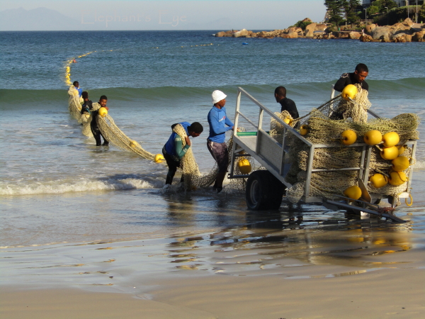 Bringing in the Fish Hoek shark net