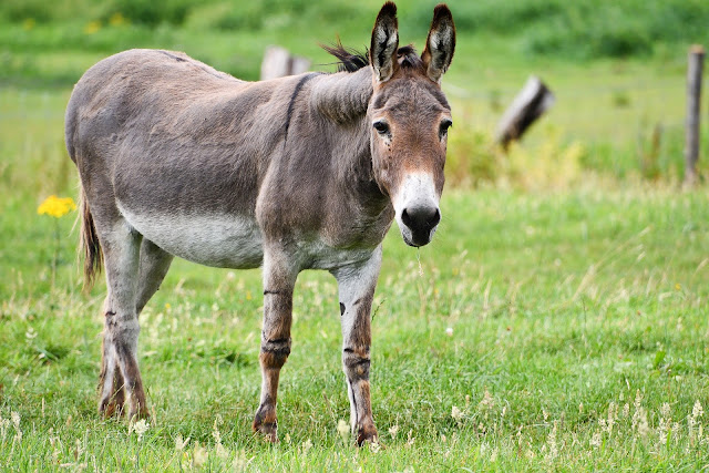 Donkey