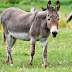 Top 10 Amazing Facts About Donkey In Hindi