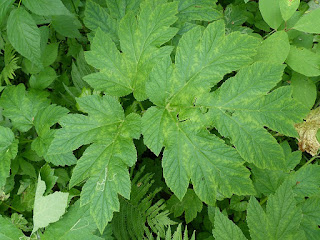 Berce laineuse - Heracleum maximum - Berce très grande