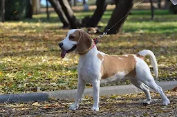 Beagle