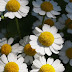 Chamomile Wallpapers