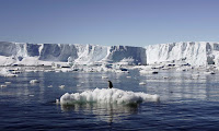 Penguin on melting ice (Credit: Reuters) Click to enlarge.