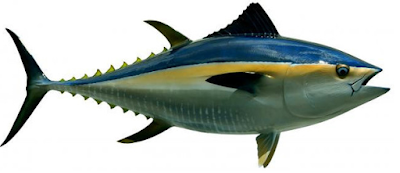 Kandungan Gizi Ikan Tuna yang Bermanfaat bagi Kesehatan