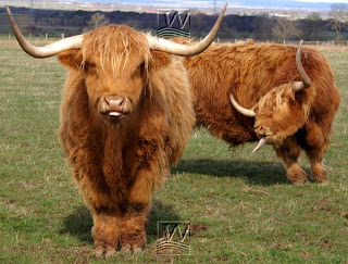 highland cattle