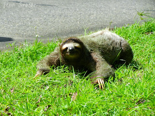 Brown-throated Three-toed Sloth