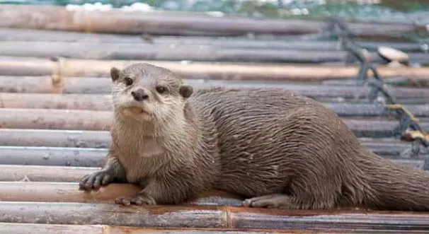 Otter