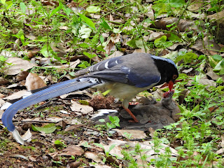 Red-billed Blue-Magpie Eating a Sparrow at Yuelu Mountain