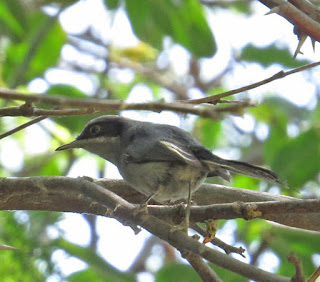 Masked Gnatcatcher