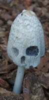 coprinus comarus