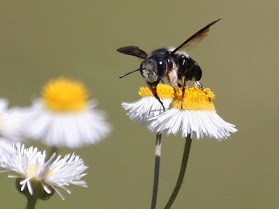 Bumblebee in the fleabane