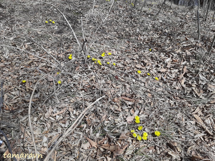 Adonis amurensis