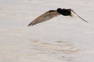 Fumarel común (Chlidonias niger) Black Tern