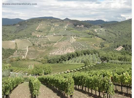 Italy and its native grapes