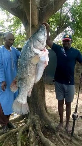 fishermen catch big fish in ibadan