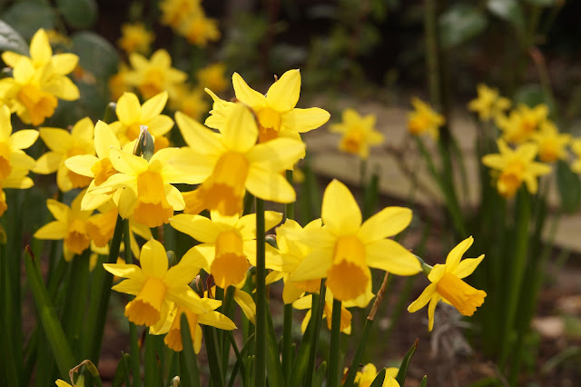 wild flowers at the end of winter, start of spring 