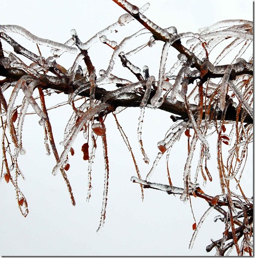 Frozen Tree