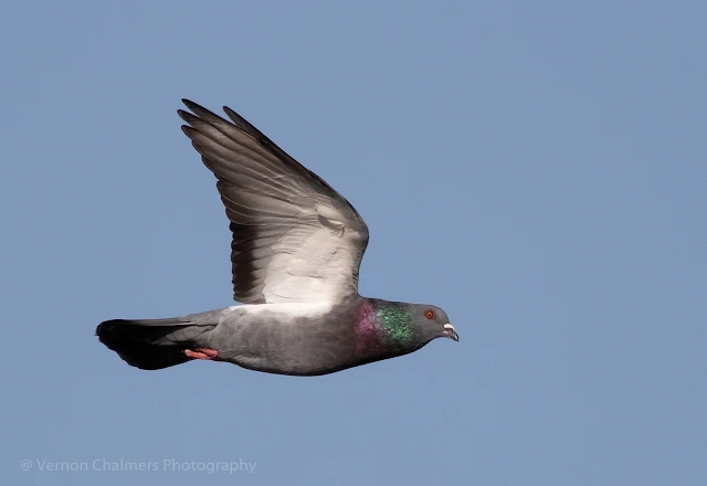 Homer / racing pigeon in flight - Woodbridge Island, Milnerton