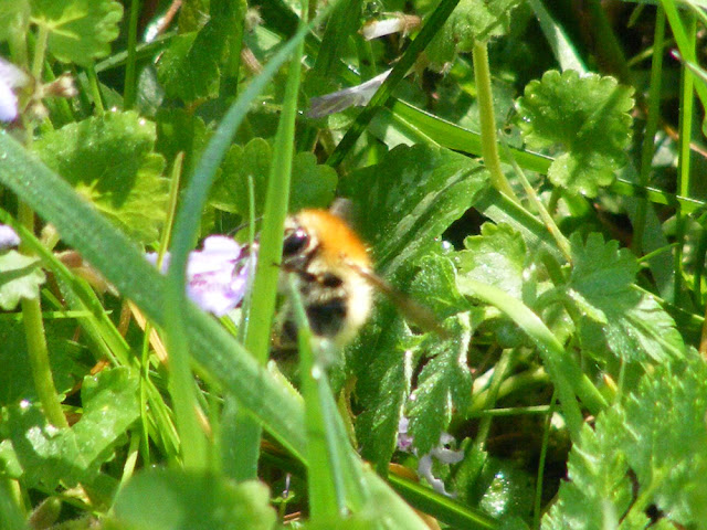 Common Carder Bumble Bee Bombus pascuorum, Indre et loire, France. Photo by loire Valley Time Travel.