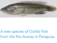 http://sciencythoughts.blogspot.co.uk/2013/08/a-new-species-of-cichlid-fish-from-rio.html