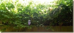 DSCN5130