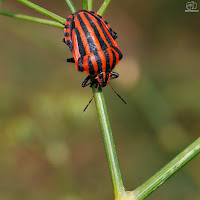 Graphosoma lineatum