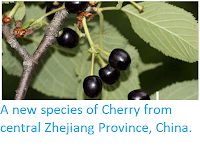 http://sciencythoughts.blogspot.co.uk/2013/08/a-new-species-of-cherry-from-central_9.html