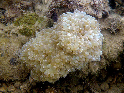 Physogyra Coral