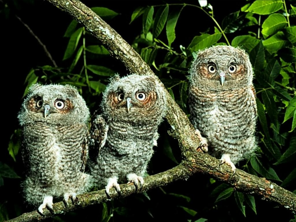 Owl Wallpapers  Fun Animals Wiki, Videos, Pictures, Stories